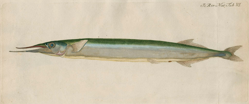 'L'Orphie' [Garfish by Anonymous