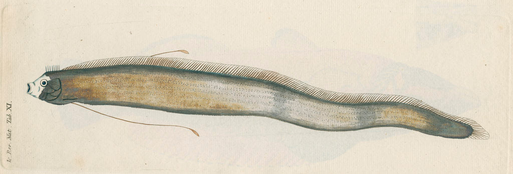 Detail of 'Le Roi des Harengs' [Oarfish] by Anonymous
