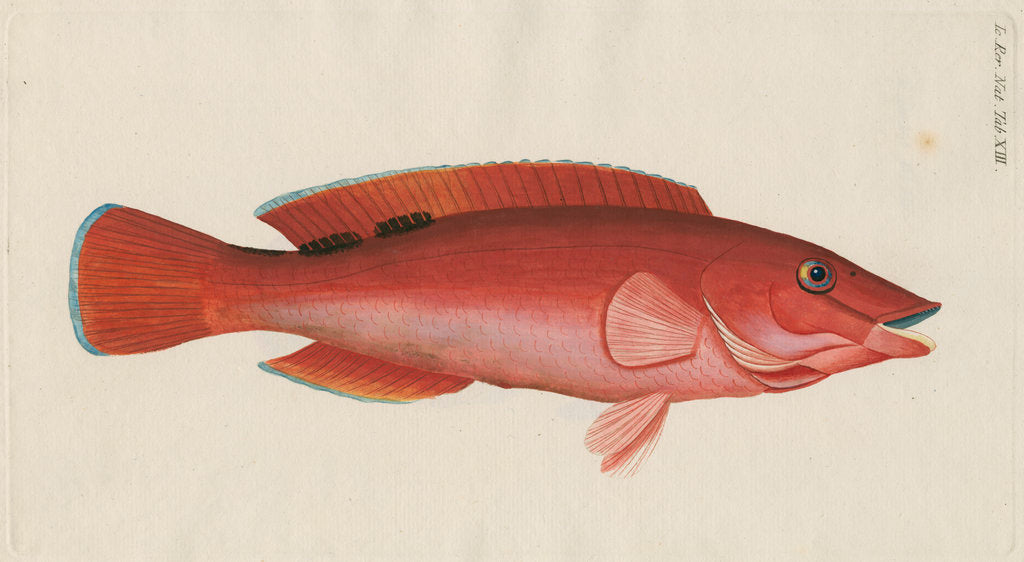 Detail of 'Paon Rouge' [Cuckoo wrasse] by Anonymous