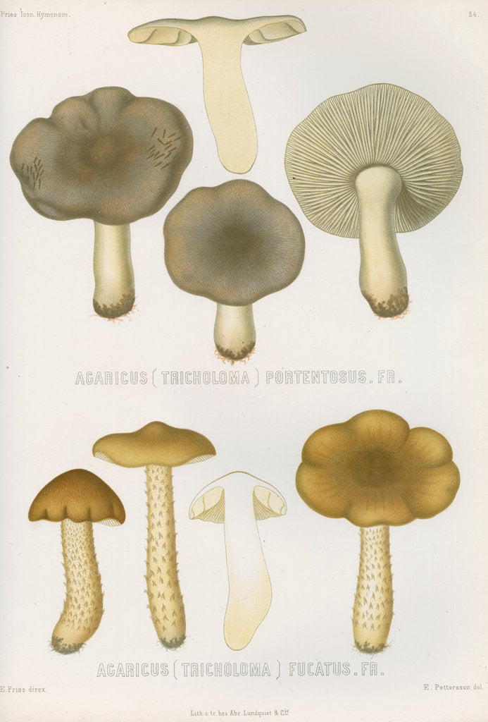 Detail of 'Agaricus (Tricholoma) Portentosus' [Dingy Agaric mushroom] and 'Agaricus (Tricoloma) Fucatus' by Abraham Lundquist & Company