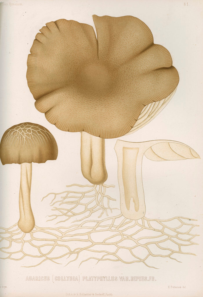 Detail of 'Agaricus (Collybia) Platyphyllus' [mushrooms] by Abraham Lundquist & Company