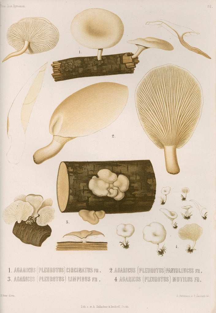 Detail of Specimens of Pleurotus [Oyster mushrooms] by Abraham Lundquist & Company