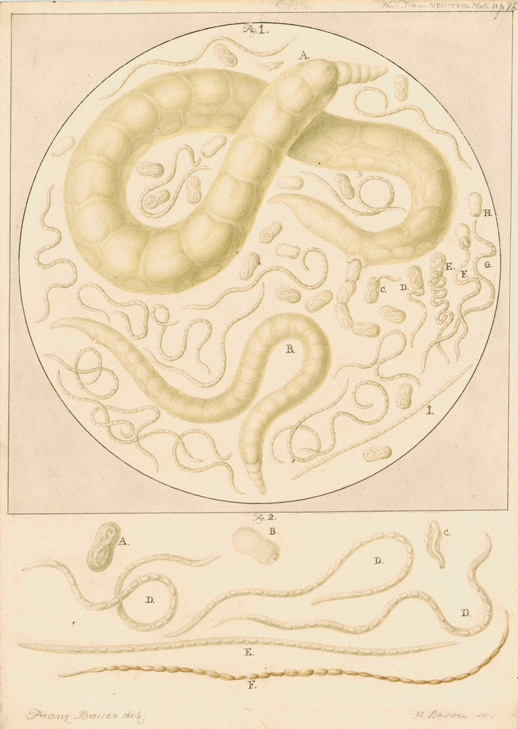 Detail of Vibrio tritici nemotode worms by Franz Andreas Bauer