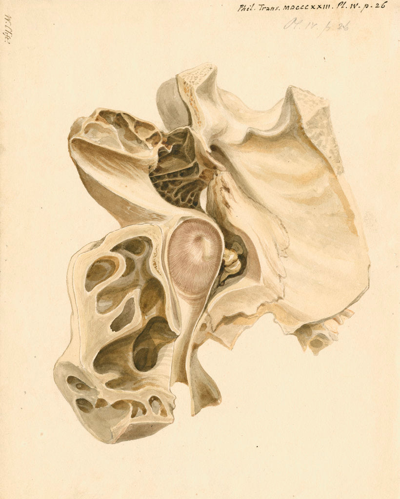 Detail of Indian elephant eardrum and mastoid cells by William Clift