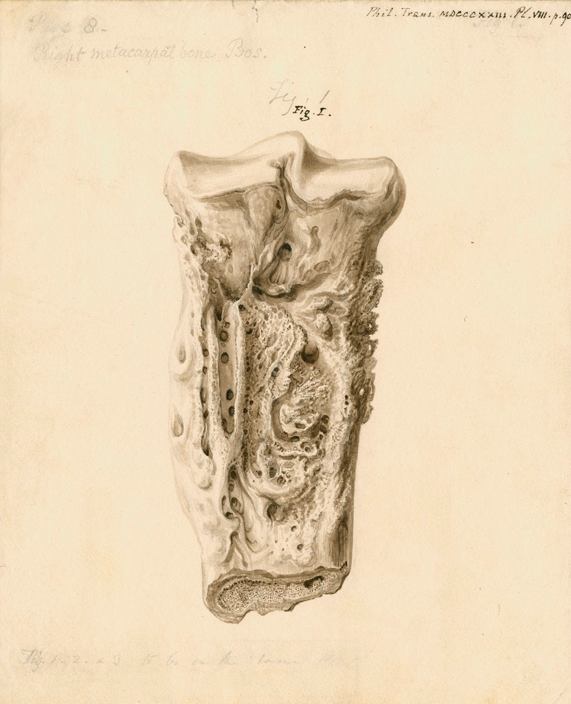 Detail of Fossil metatarsal bone of a bos by William Clift
