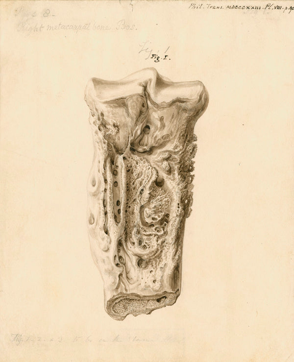 Fossil metatarsal bone of a bos posters & prints by William Clift