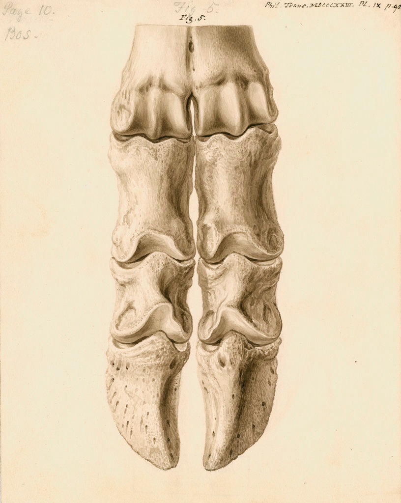 Fossil metacarpal bones of a bos by William Clift