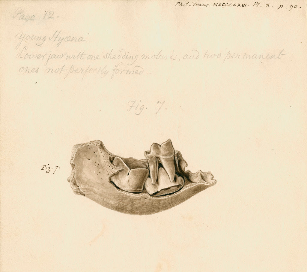Detail of Fossil hyena jaw by William Clift