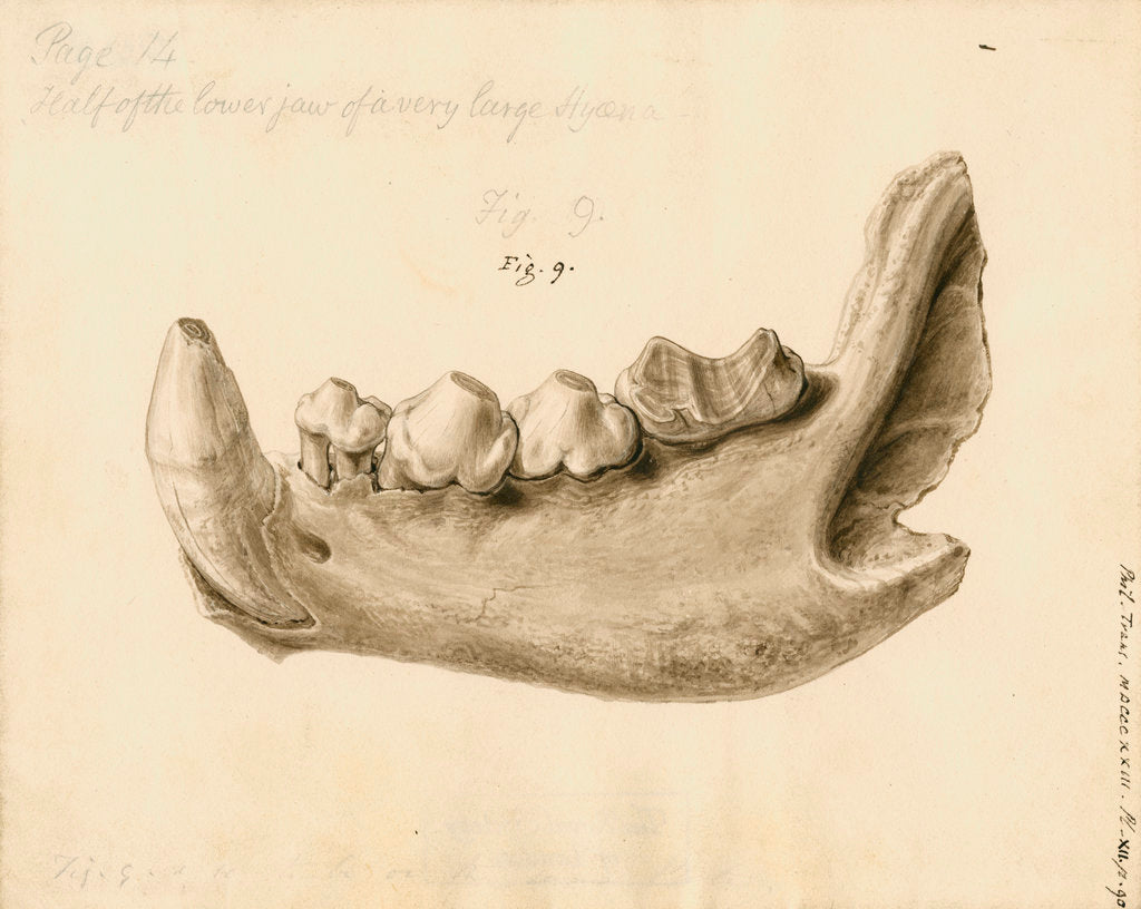 Detail of Fossil hyaena jaw by William Clift