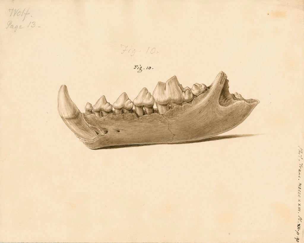 Detail of Fossil wolf jaw by William Clift