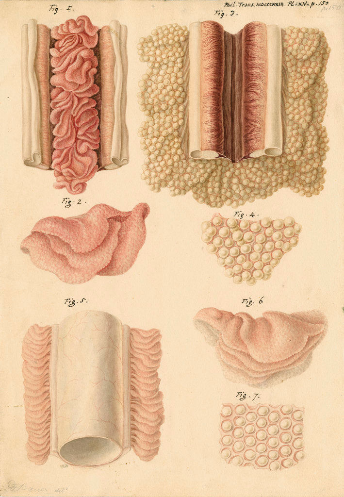 Detail of Ovaries and testes of the lamprey and conger eel by Franz Andreas Bauer