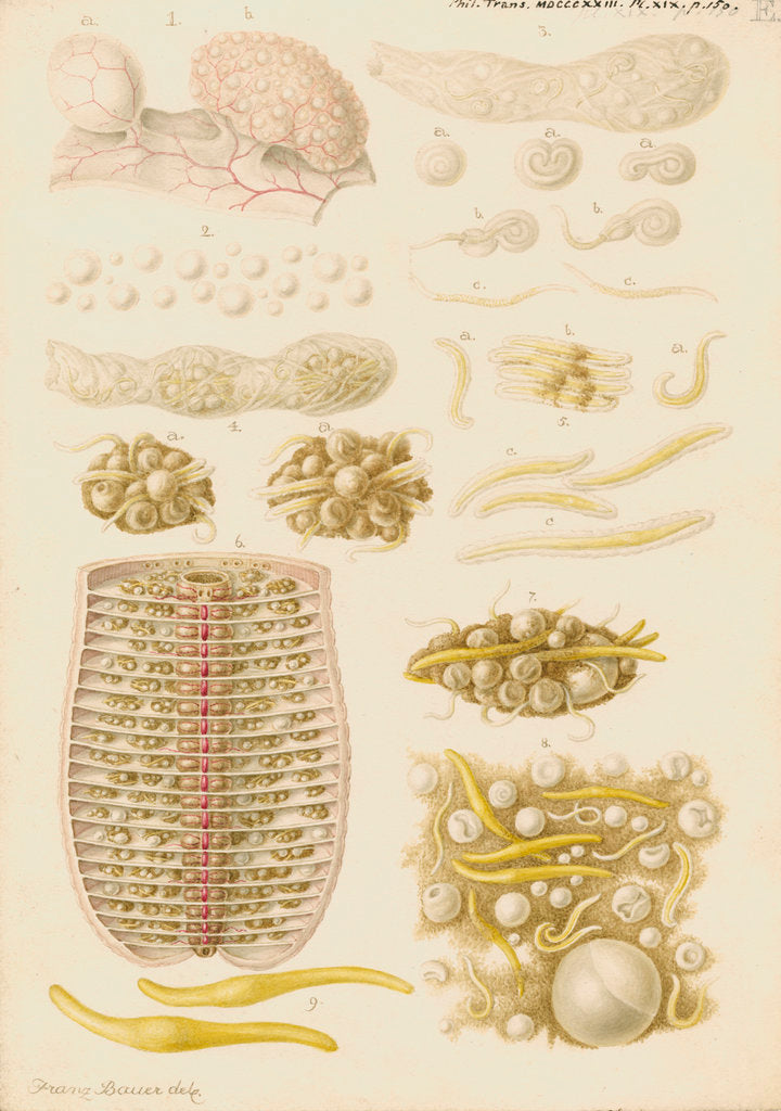 Earthworm eggs and their development by Franz Andreas Bauer