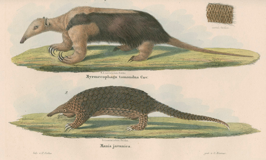 'Myremecophaga tamandua' [Giant anteater] and 'Manis javanica' [Sunda pangolin] by F Keller
