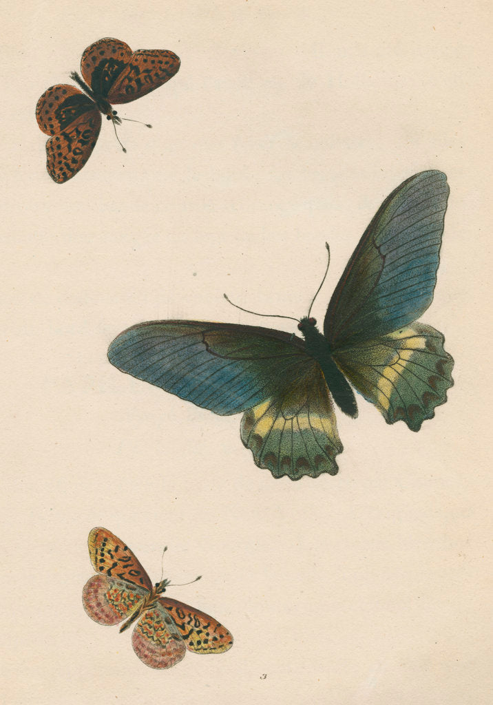 Detail of Butterflies of North and South America by Maria Eleonora Hochecker