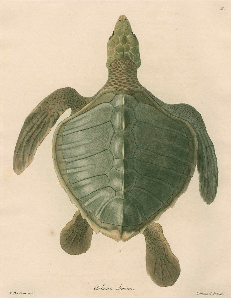Detail of 'Chelonia olivacea' [Olive Ridley sea turtle] by J Gumpel junior