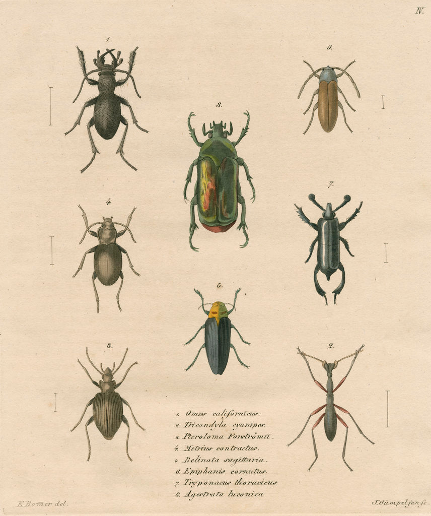 Detail of Eight specimens of beetles by J Gumpel junior
