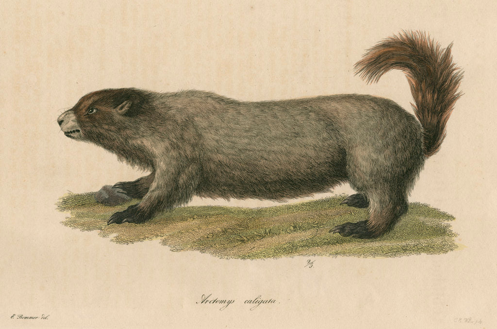 Detail of 'Arctomys caligata' [Hoary marmot] by C E Weber