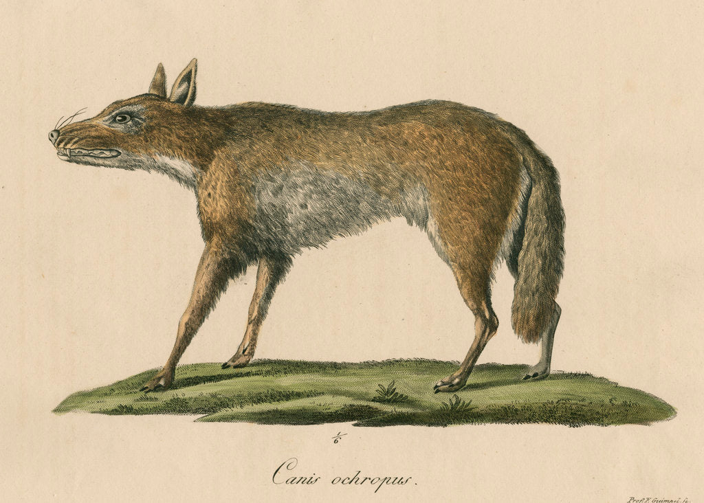 Detail of 'Canis ochropus' [California valley coyote] by Friedrich Guimpel