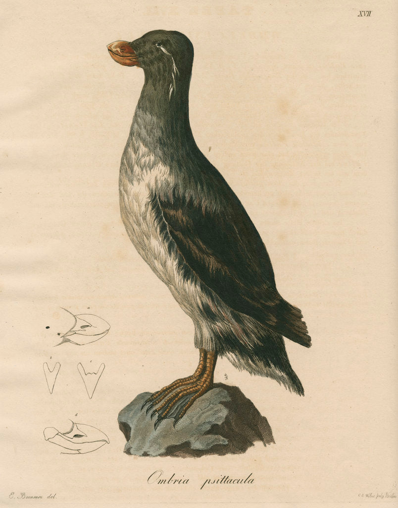 'Ombria psittacula' [Parakeet auklet] by C E Weber