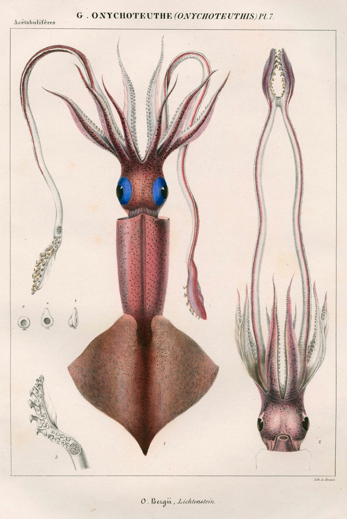 Detail of 'Onychoteuthe bergii' [Clubhook squid] by Benard