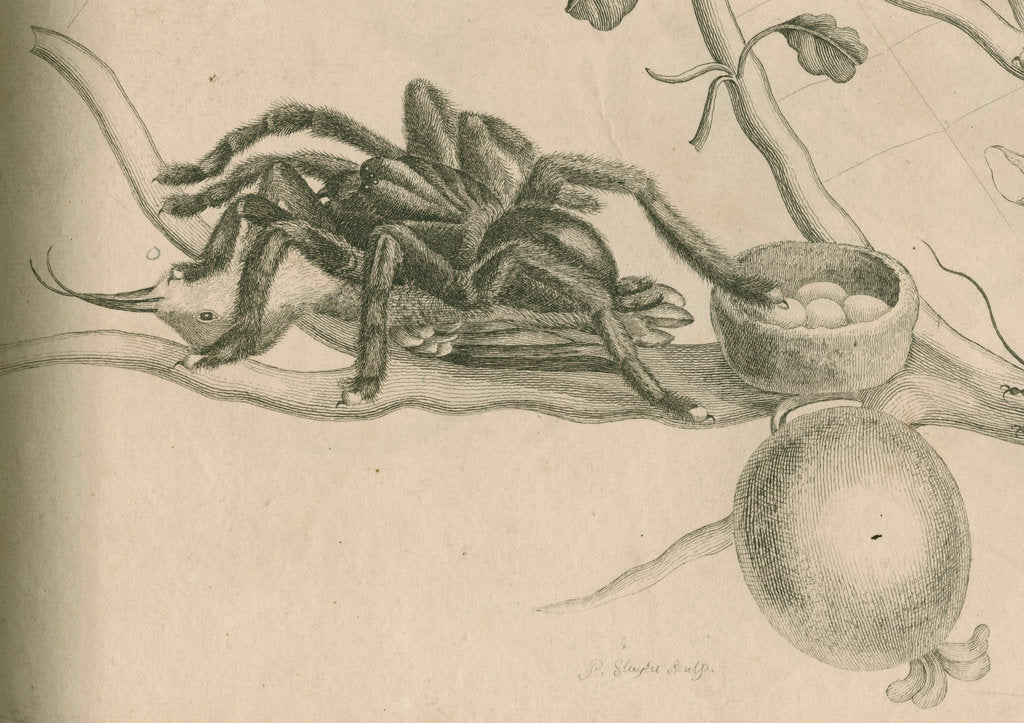 Detail of 'Bird-eating spider with humming bird' by Joseph Mulder