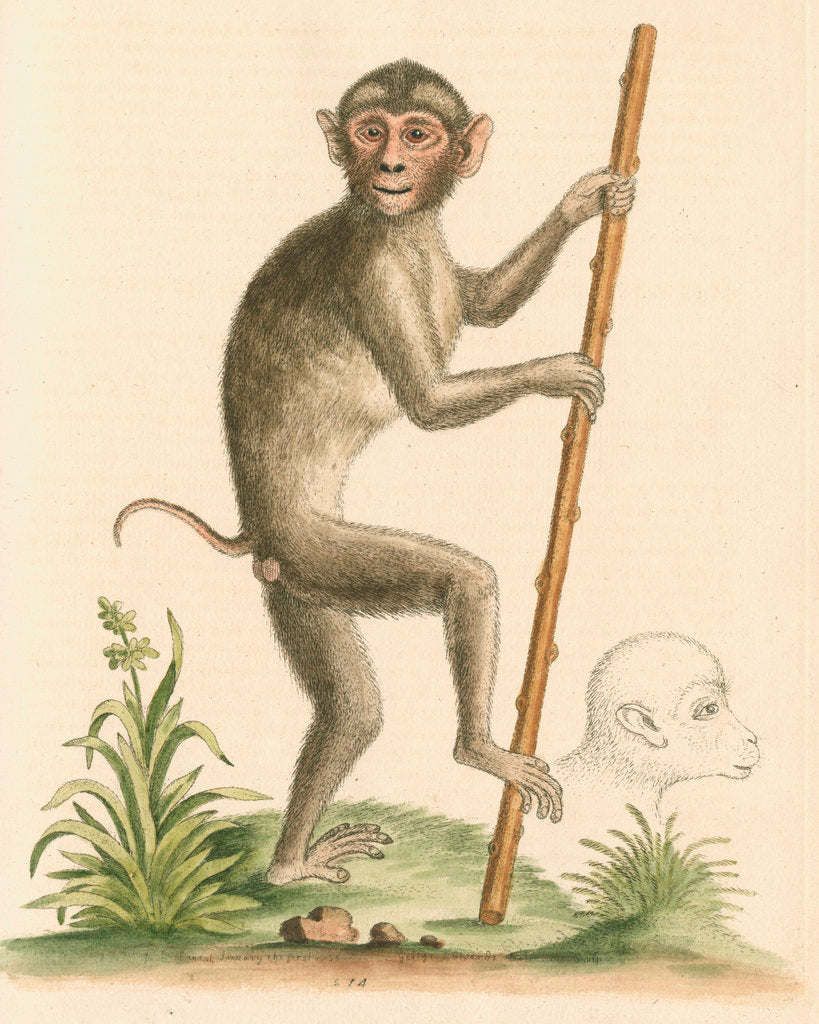 'The pig-tailed monkey from the Island of Sumatra...' [Pig tailed macaque] by George Edwards