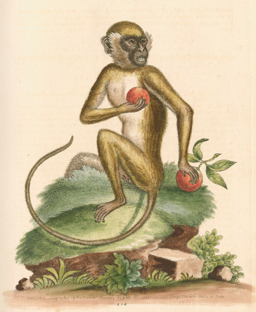 Detail of 'The St Jago monkey' [Green monkey] by George Edwards