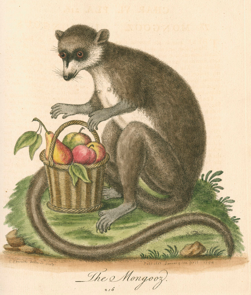 Detail of 'The Mongooz' [Lemur] by George Edwards
