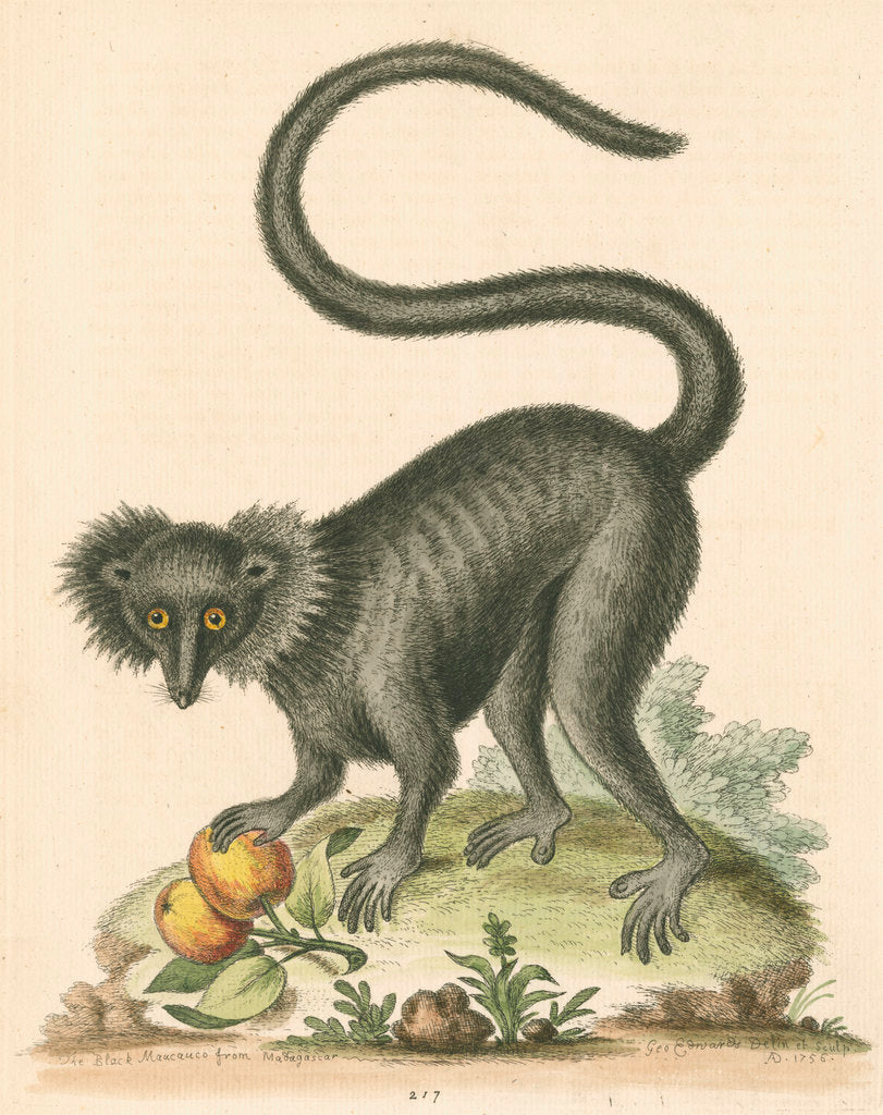 Detail of 'The Black Maucauco' [Black lemur] by George Edwards