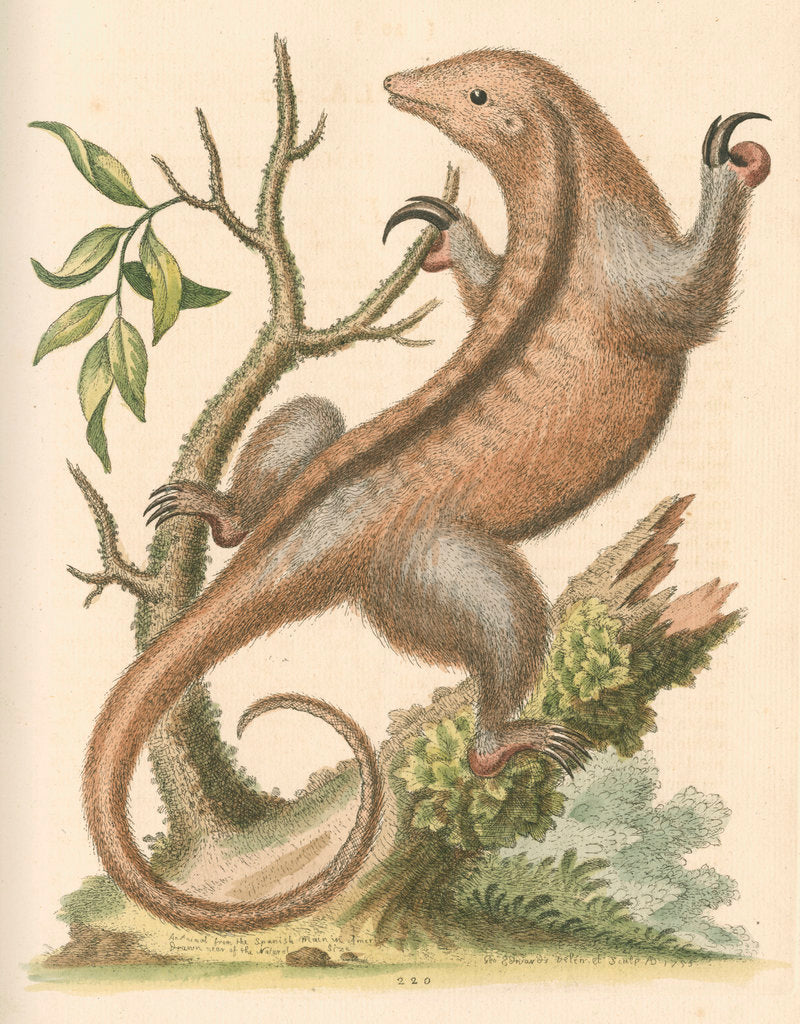 Detail of 'The Little Ant-Eater' [Silky anteater ?] by George Edwards
