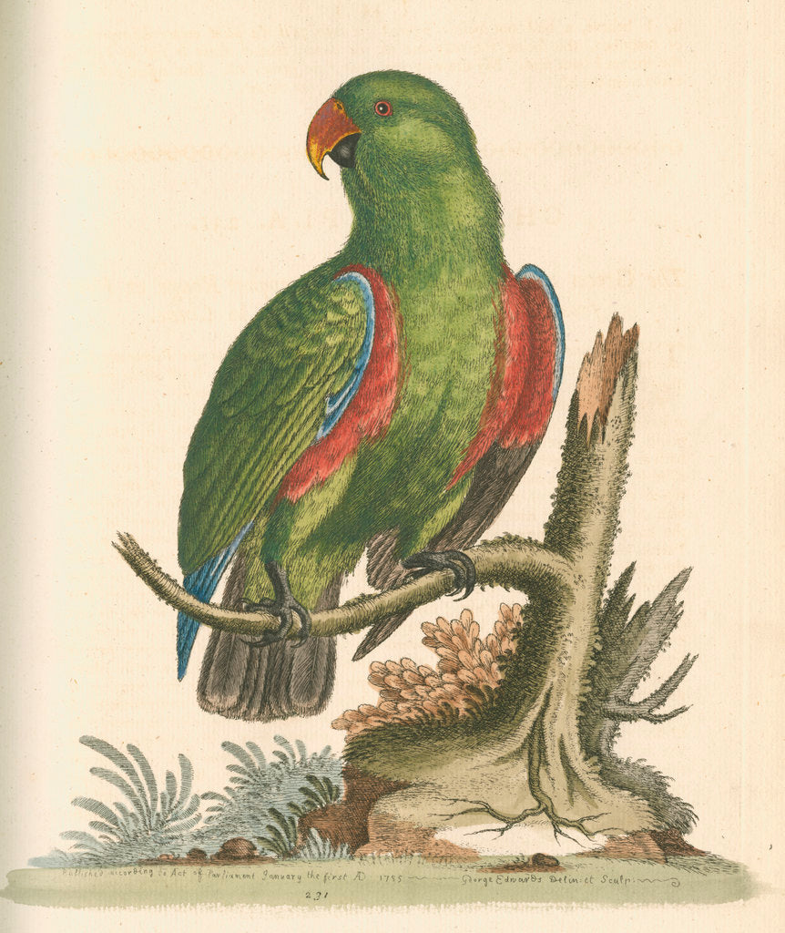 Detail of 'The Green and Red Parrot from China' by George Edwards