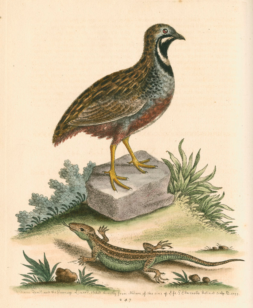 Detail of 'The Chinese Quail and the Guernsey Lizard' by George Edwards