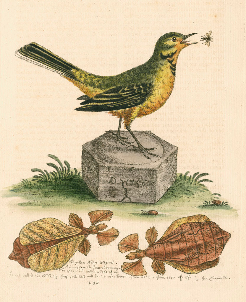 'The Yellow Water-wagtail, the Walking Leaf, &c.' by George Edwards