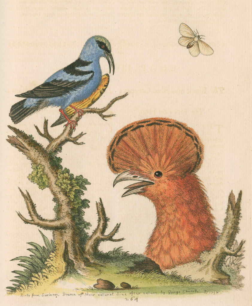 Detail of 'The Black and Blue Creeper; and the Hoopoe Hen' by George Edwards