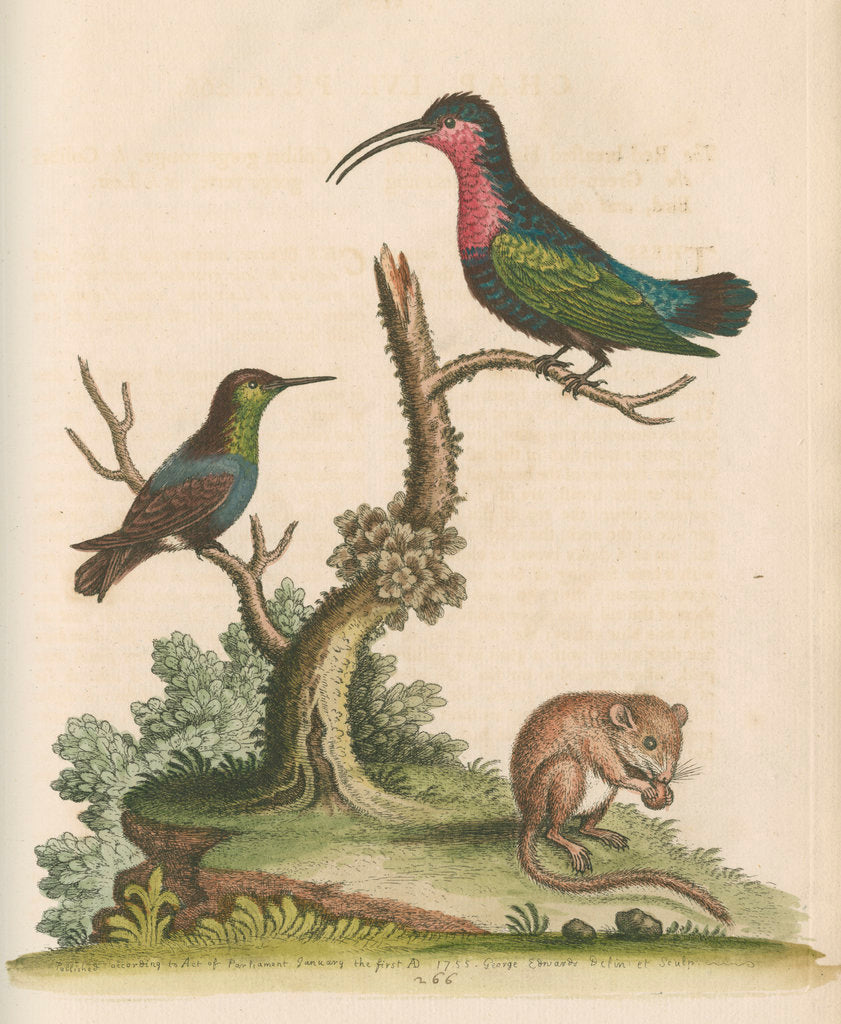Detail of 'The Red-breasted Humming Bird, the Green-throated Humming Bird, and the Dormouse' by George Edwards