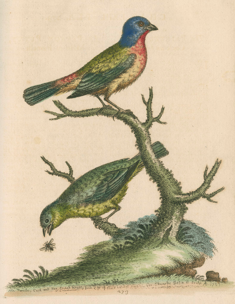 'The Painted Finch, Cock and Hen' [Painted bunting] by George Edwards