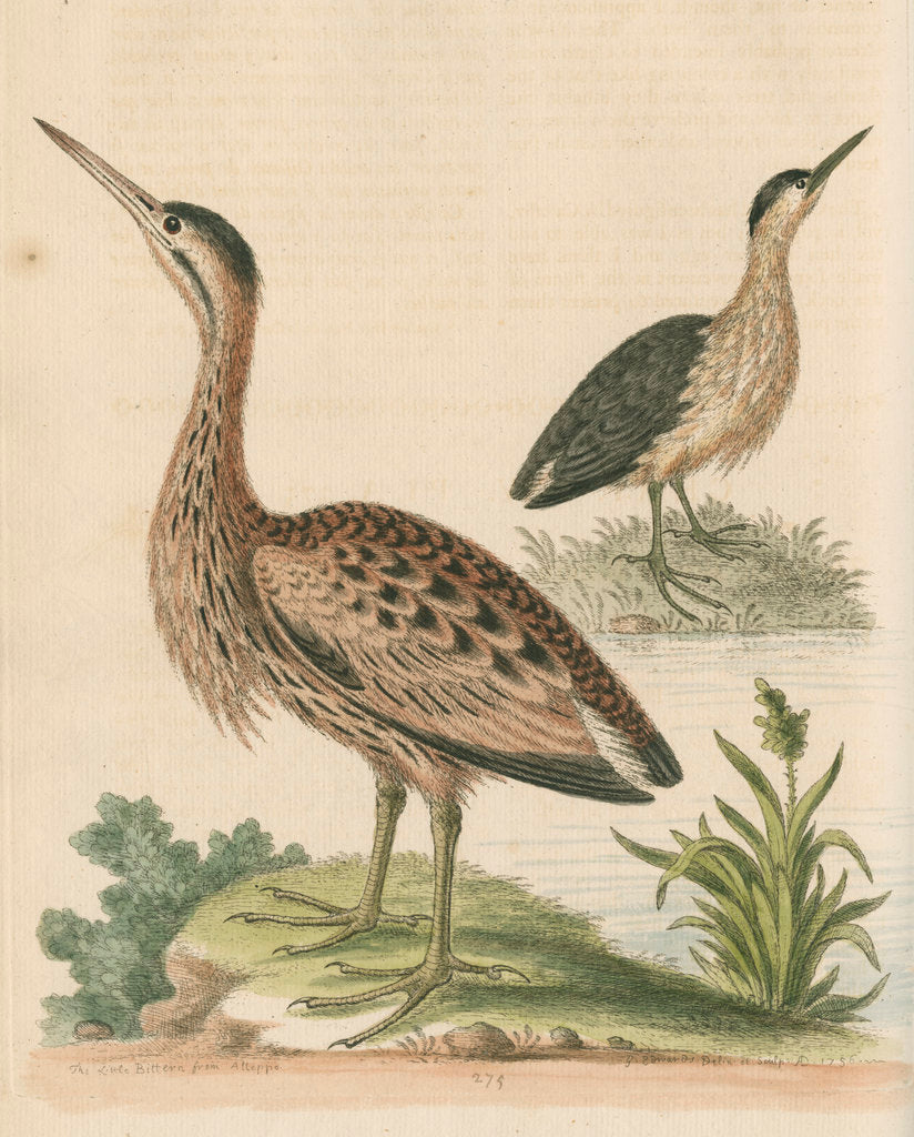 Detail of 'The Little Brown Bittern' by George Edwards