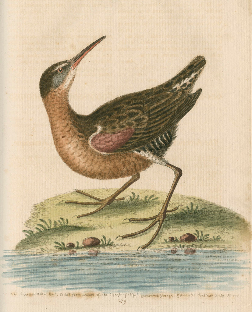 Detail of 'The American Water-Rail' [Virginia rail] by George Edwards