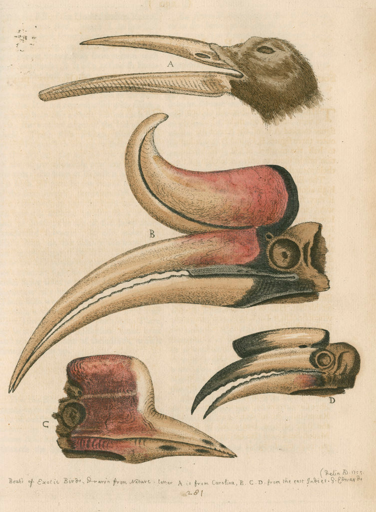 Detail of 'Four curious Beaks of Birds, but little known' by George Edwards