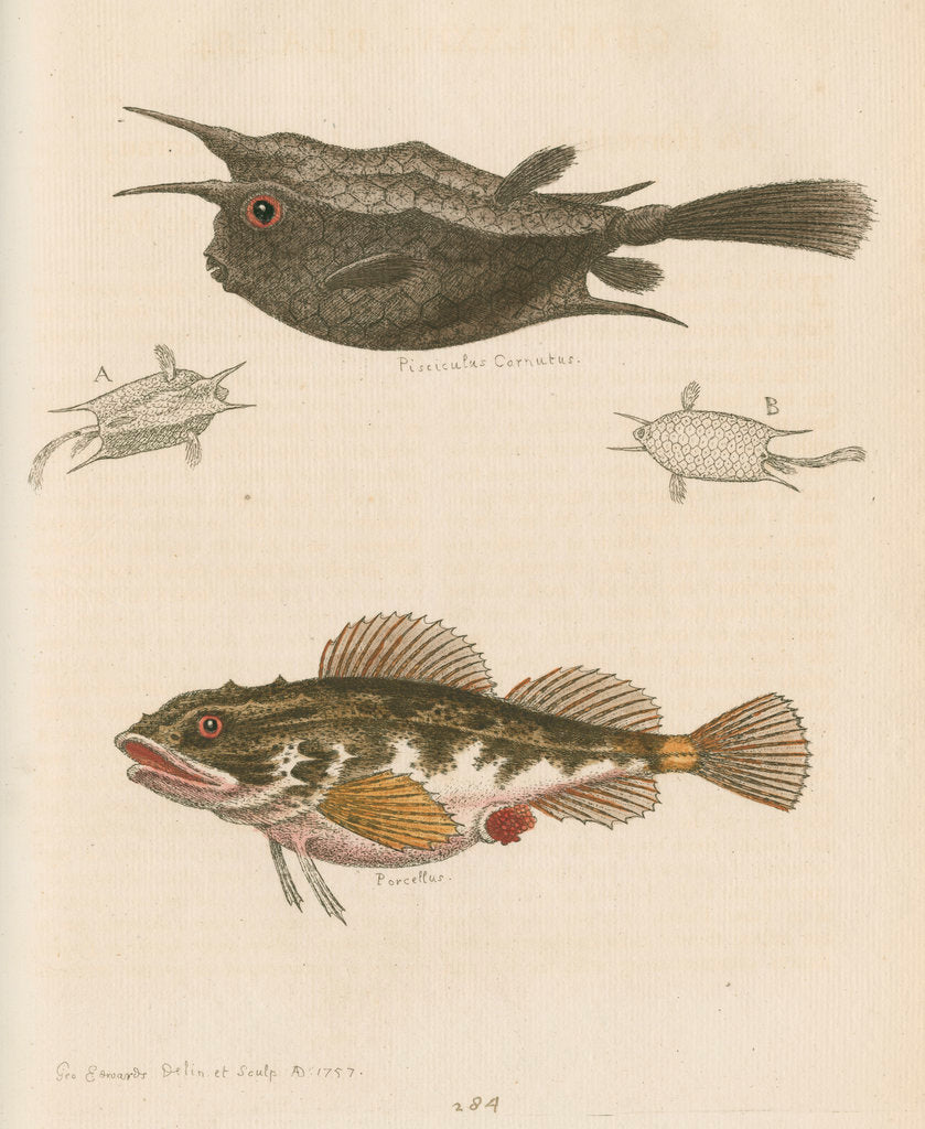Detail of 'The Horned Fish; and the Sea Scorpion' [Longhorn cowfish and Short-spined sea scorpion] by George Edwards
