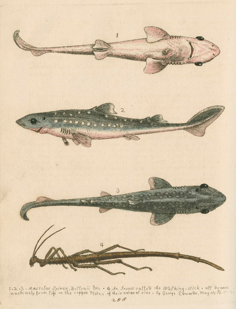 'The Prickled Dog or Hound-Fish, with an Insect called the Walking-Stick'