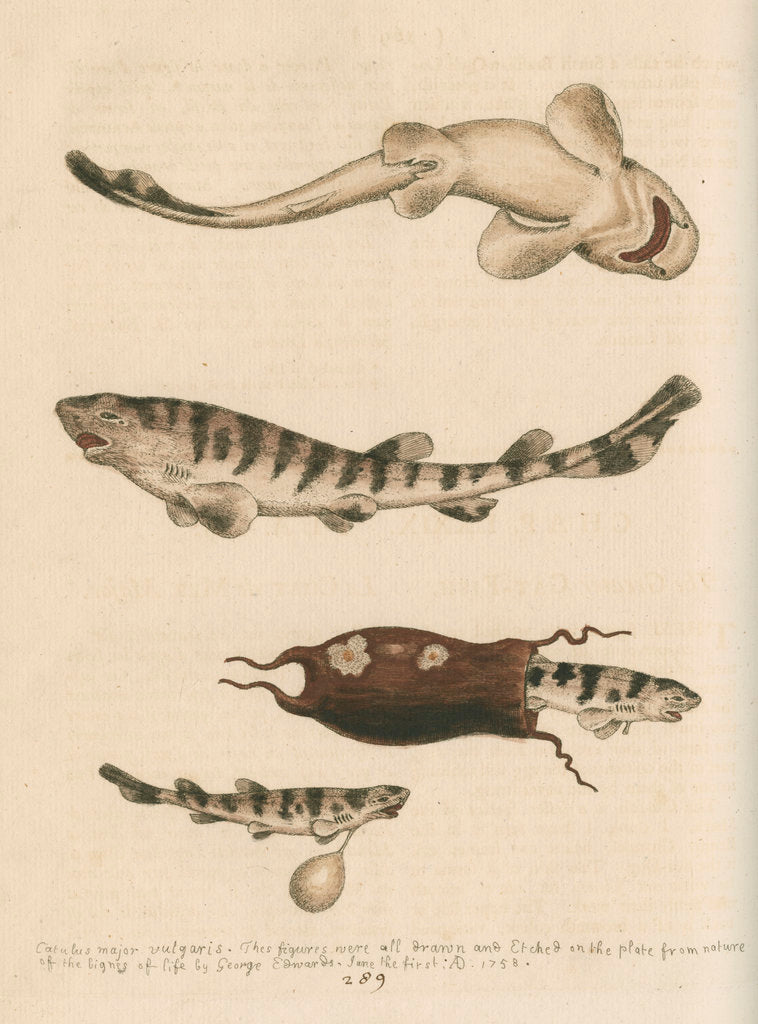 'The Greater Cat-Fish' by George Edwards